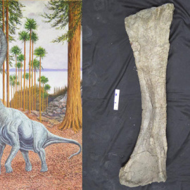 Reconstrucción de 'Soriatitan' y húmero de este dinosaurio. FUNDACIÓN DINÓPOLIS