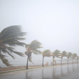 El viento agita las palmeras de Caibarien antes de la llegada del huracán Irma a Cuba. / REUTERS