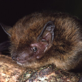 El murciélago (Pipistrellus murrayi) que se ha extinguido de la Isla de Navidad. / IUCN