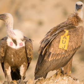 Más de 5.000 parejas reproductoras de buitre leonado, que suponen el 15% de las existentes en Europa, nidifica en Aragón/ARAGONHOY.NET