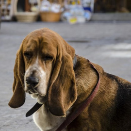 Colectivos animalistas solicitan un registro de maltratadores y que las protectoras no puedan cederles animales / EUROPA PRESS