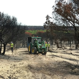 Un tractor en labores de recuperación de una zona quemada de Doñana.