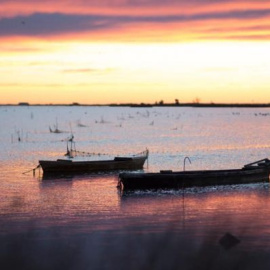 La belleda del Parc Natural del Delta de l'Ebre