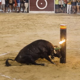 Imagen del evento donde un toro se choca contra un toril, en Oropesa del Mar (Castelló).
