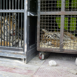 Dos de los siete tigres que ha donado el circo español. EFE