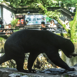 El oso del zoo de Hangzhou, en China, que atrae turistas porque se confunde con un humano, a 1 de agosto de 2023