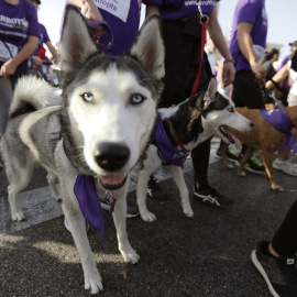 Salida del Perrotón Madrid 2017, la 6º carrera solidaria que tiene como objetivo promover y fomentar la adopción y tenencia responsable de animales de compañía. EFE/Fernando Alvarado