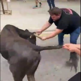 Captura del evento taurino en Estella (Navarra).
