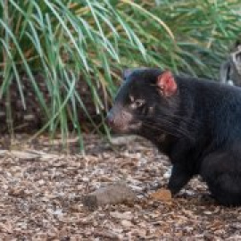 ¿Cuáles son los orígenes del cáncer y por qué aún no ha desaparecido con la evolución?