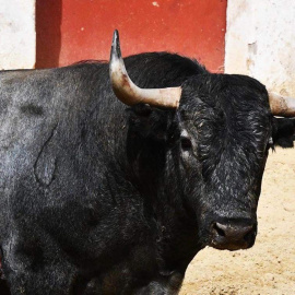 Toros: Sacrificio ritual, simbolismo erótico