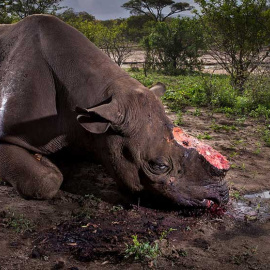 'Recuerdo a las especies'/ BRENT STIRTON