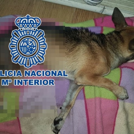 Foto de uno de los perros maltratados facilitada por la Policía Nacional de La Laguna.