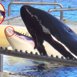 Foto difundidas por PETA de las orcas del Loro Parque de Tenerife