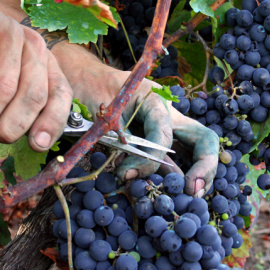 Trabajo expedienta a campesinos gallegos por ayudar a su familia en la recolecta de uvas y patatas.