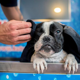 Un perro en un establecimiento de lavado de mascotas. EFE
