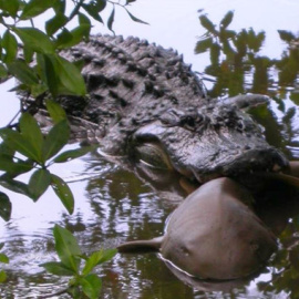 El aligátor captura un tiburón nodriza en el Darling National Wildlife Refuge en Florida. / U.S. Fish and Wildlife Service J.N