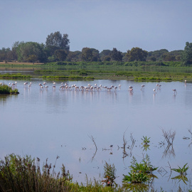 Parque Nacional de Doñana, a 22 de abril de 2023, en Sevilla, (Andalucía, España).