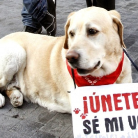 Imagen de una manifestación para solicitar el endurecimiento de las penas por maltrato animal. EFE/Kote Rodrigo