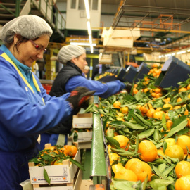 Envasadoras trabajando en la fábrica de Tocina (Sevilla).