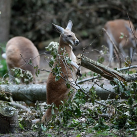 El animal fallecido es una hembra de doce años. - AFP