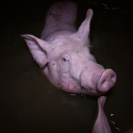 Uno de los cerdos abandonado en la riada en Villafranca del Ebro. FILMINGFORLIBERATION