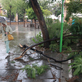 Arboles caídos en Sevilla a causa de la tormenta.