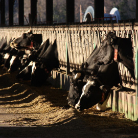 Explotació de vaques de la comarca del Pallars Sobirà