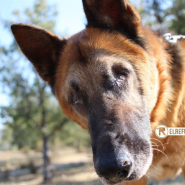 Imagen de la protectora 'El Refugio' del perro rescatado.