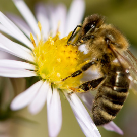 El 90% de las especies de plantas con flores dependen de los polinizadores para sobrevivir. AFP