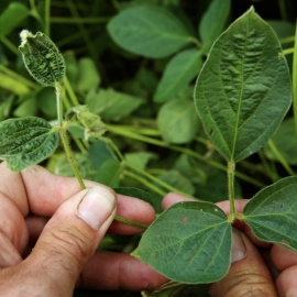 Cosecha de soja dañada por el pesticida de Monsatnto Dicamba. /REUTERS