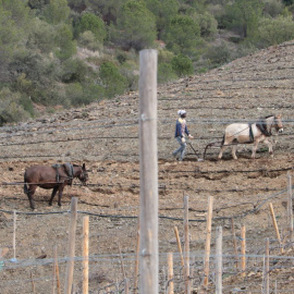 17/03/2024 - Dos treballadors llauren amb mules en una finca de Porrera, al Priorat.