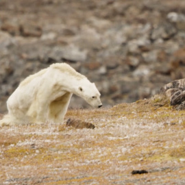 Imágenes grabadas por el fotógrafo de National Geographic Paul Nicklen