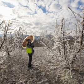 Helada en las explotaciones de melocotoneros de Cieza, a 29 de enero de 2023.
