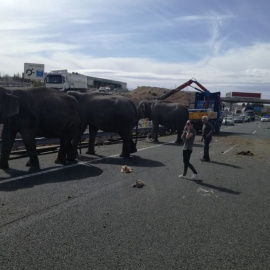 Elefantes en la vía tras el vuelco de un camión en la autovía A-30. / Policía Albacete
