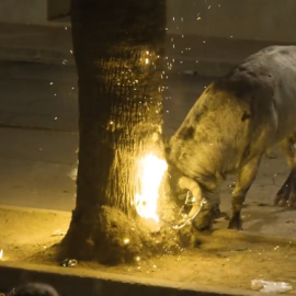 Captura del vídeo que ha compartido PACMA donde se muestra el cruel espectáculo taurino en Pusol (València)