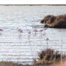 Vista al parque Nacional de Doñana, a 12 de septiembre de 2023.
