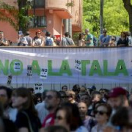 La política arboricida de Almeida despierta un movimiento ciudadano ecologista