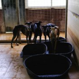 El choque entre PSOE y Unidas Podemos por los perros de caza mantiene en vilo la aprobación de la ley de protección animal