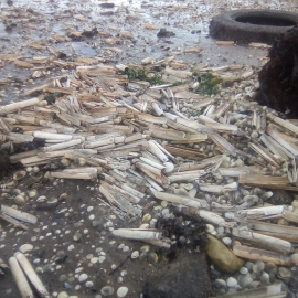 Bancos de marisco muerto en la playa de Subquintáns, en la ría de Arousa