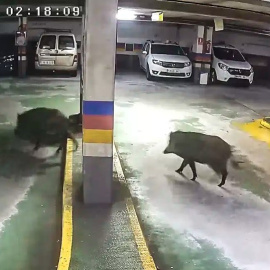 16/9/23 Dos jabalíes se pasean por un aparcamiento subterráneo en el barrio de Os Mallos, en A Coruña.