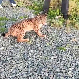 Ecologistas en Acción denuncian un nuevo atropello de lince en Doñana