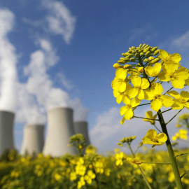 un campo de mostaza frente a las torres de enfriamiento de la planta de energía nuclear de Temelin, en la República Checa.