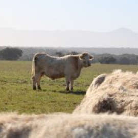 Casi 600 ‘macrogranjas’ y 80 más en trámite: el concepto que no existe para Mañueco