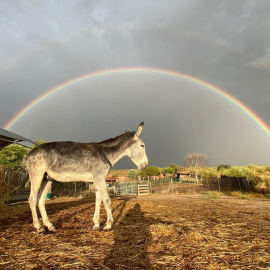 Imagen del burro Sabanero en la protectora Santuario Vegan, en la Comunidad de Madrid.