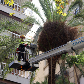 Un tècnic de l'Ajuntament revisa una palmera datilera