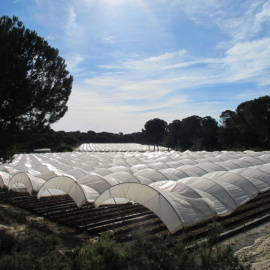 Los campos de frutos rojos que rodean el Parque Nacional de Doñana se cultivan en grandes túneles cubiertos con una película de plástico.
