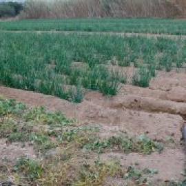 L'agricultura i la ramaderia ecològiques poden sortir reforçades de la crisi energètica?