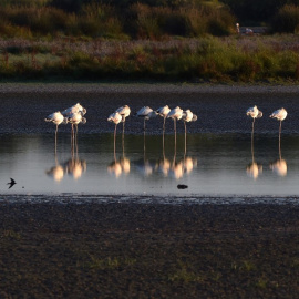 Flamencos en el Parque Natural de Doñana en Huelva, el 30 de junio de 2021.