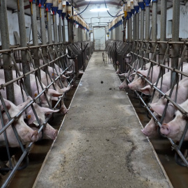 Maltrato animal: deformaciones, tumores y hernias en una granja de cerdos en Quintanilla del Coco, Burgos