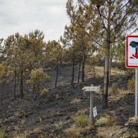 Tierra arrasada tras el incendio en la comarca cacereña de Las Hurdes, en Pinofranqueado, Cáceres, a 22 de mayo de 2023.